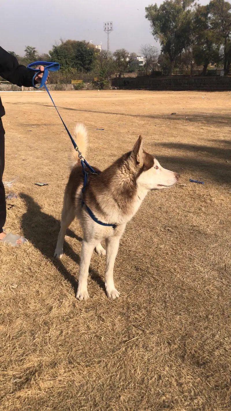 Siberian husky Stud service — photo 3