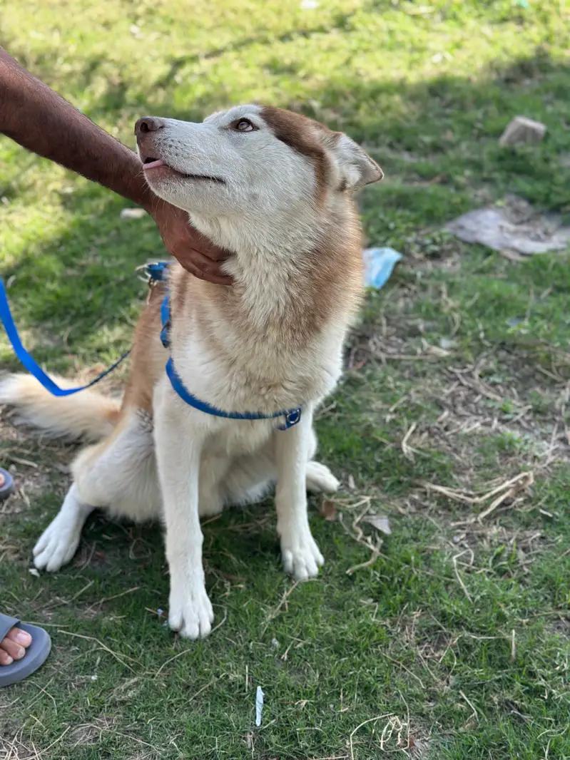 Siberian husky Stud service — photo 4