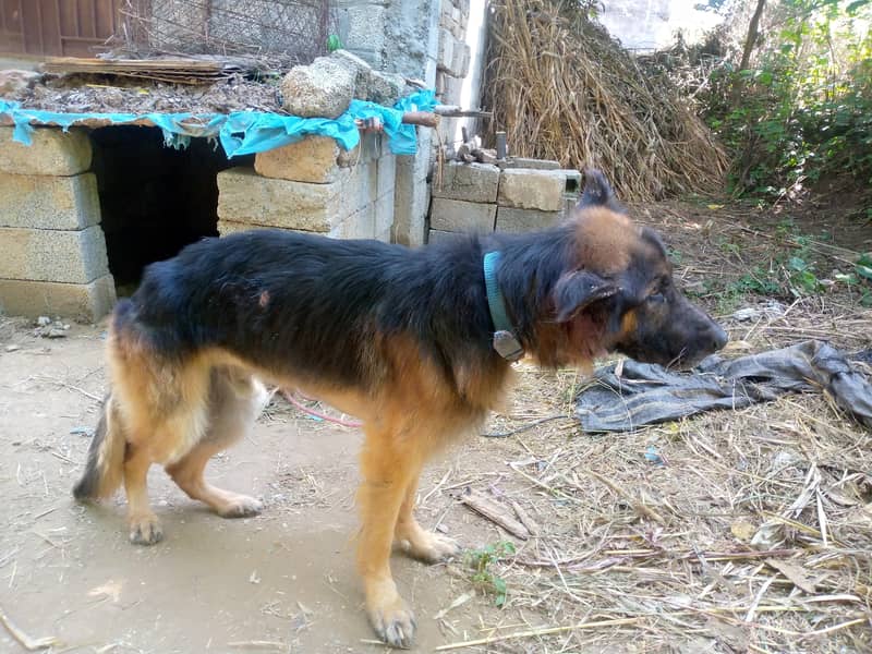 German shepherd 0