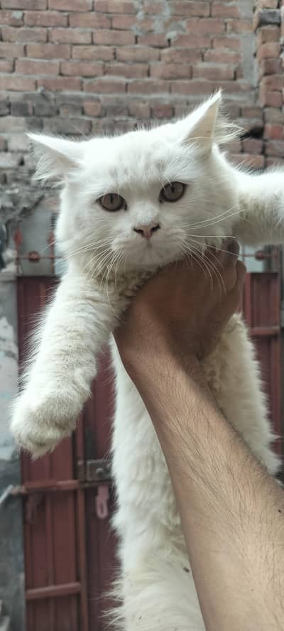persian cat white