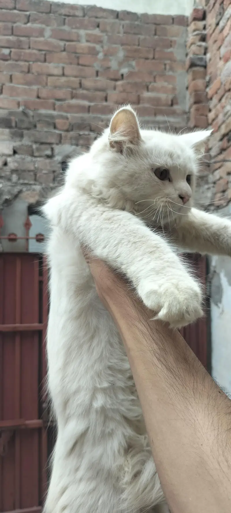 persian cat white — photo 2