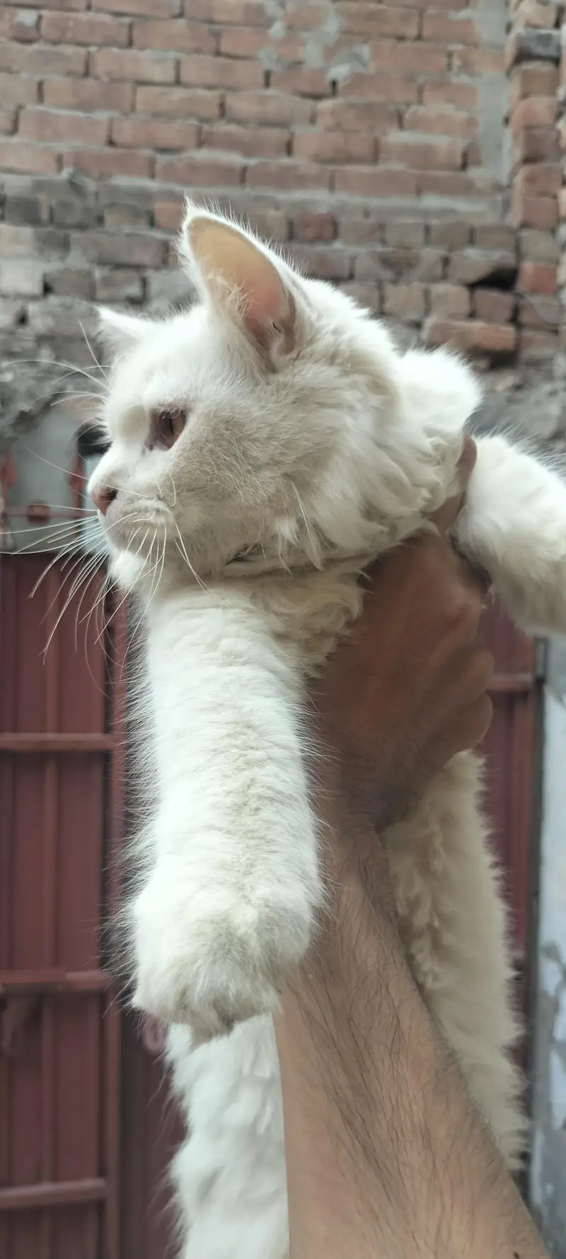 persian cat white — photo 3