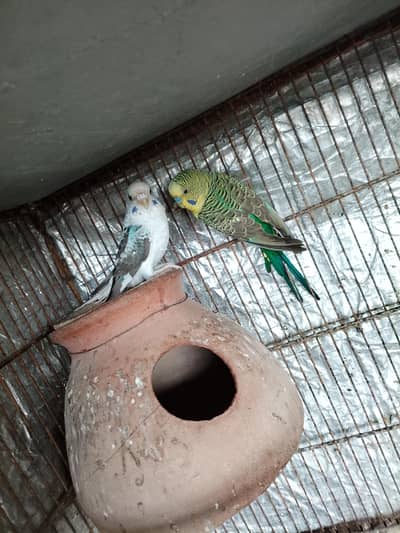black wing spilt black face bounded pair for sale