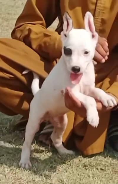 pure kuhati Gultair male puppies dubble body healthy and active