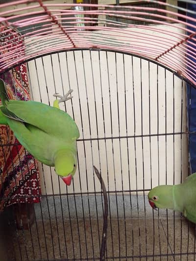 Green parrot 13500 with cage