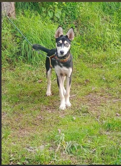 Siberian Husky | Wolly Coat Husky Puppy | Blue Eyes Husky | Husky Pupy