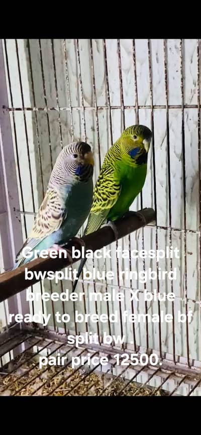 HEALTHY AND AVTIVE BIRDS