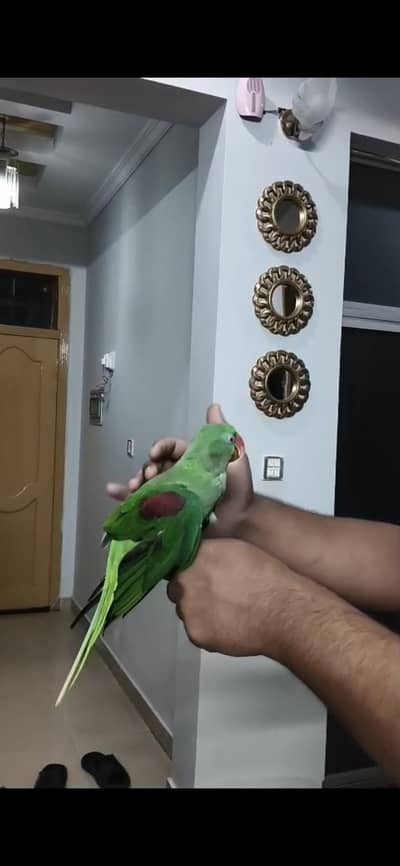 Raw parrot fol sale