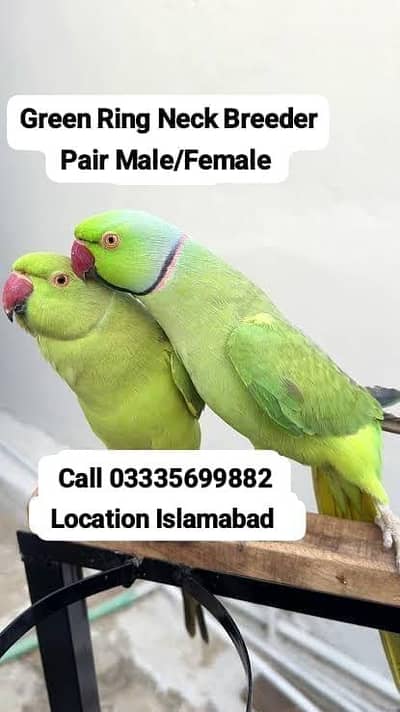 Green Ring Neck Breeder Pair Parrot's Male/Female Jumbo Size