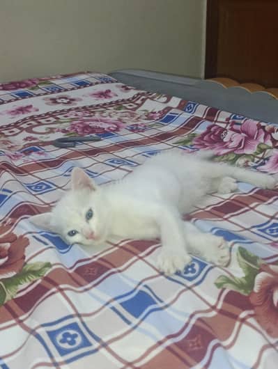 Turkish angora kitten