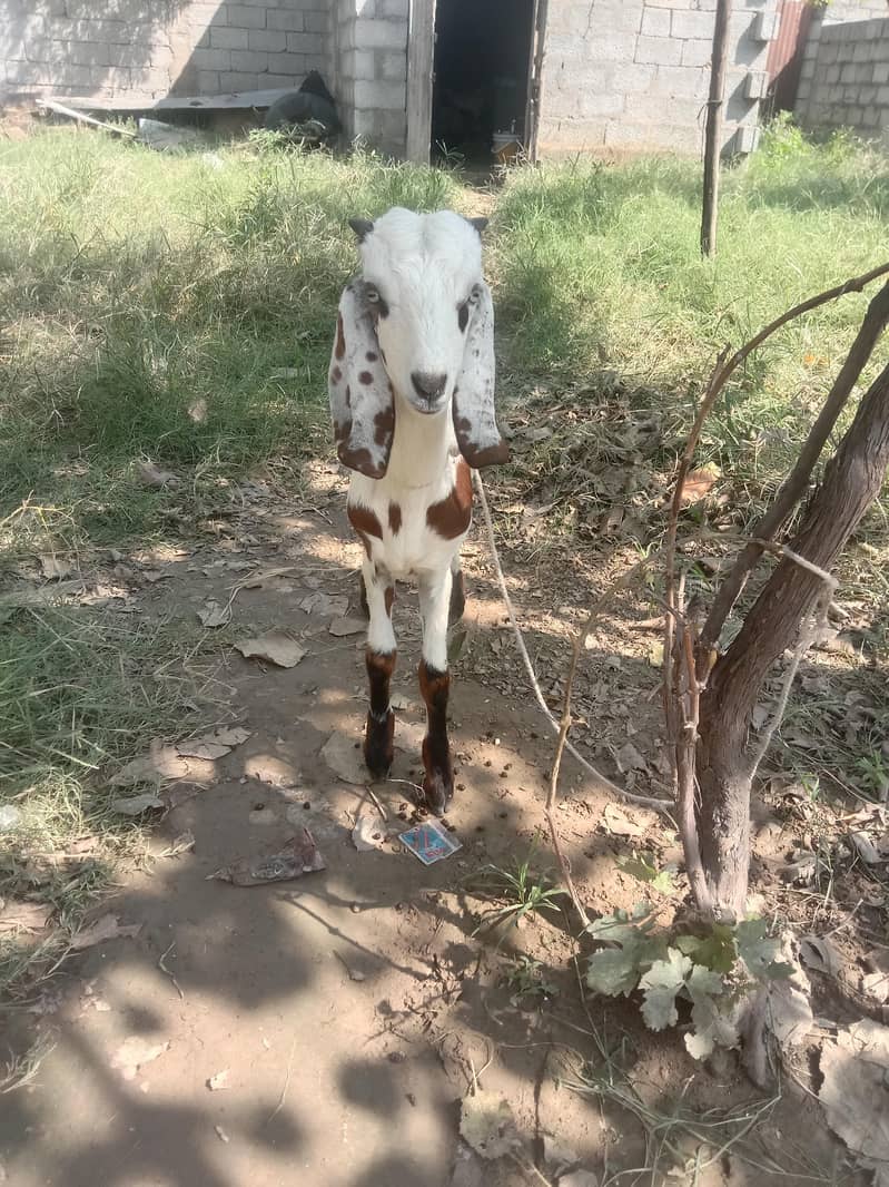 bakra 0