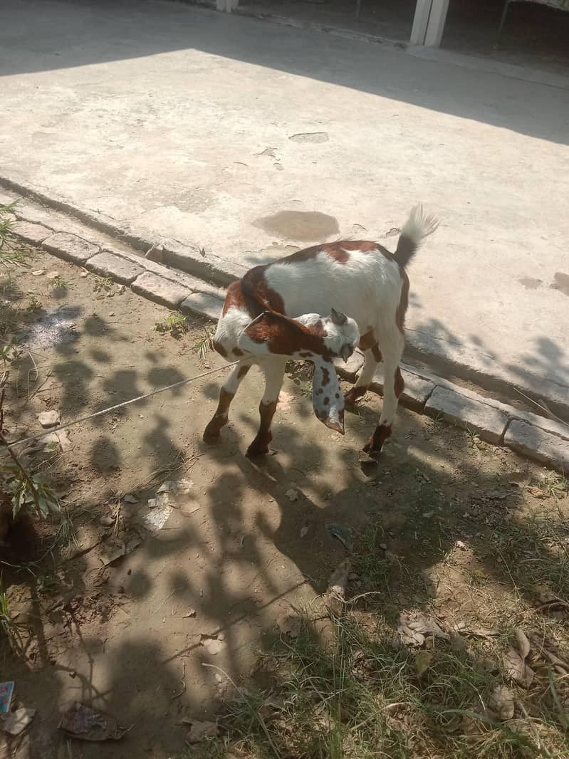 bakra 1