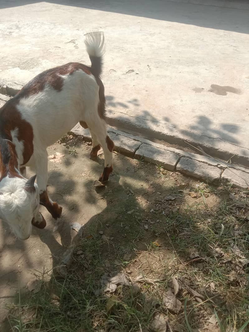 bakra 2