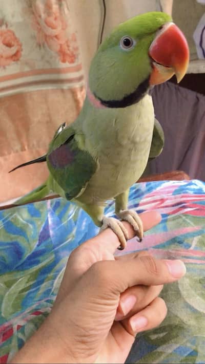 Kashmiri raw parrot full handtame fully friendly  bolta b ha talking b