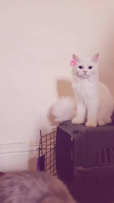 white persion kitten