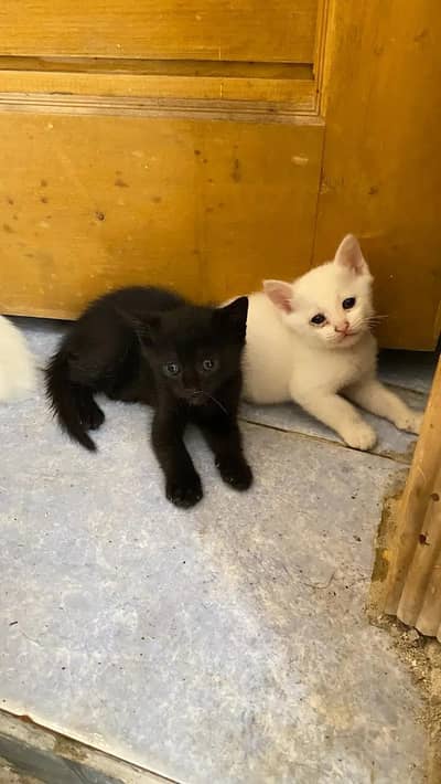 Single court Persian Cat kitten