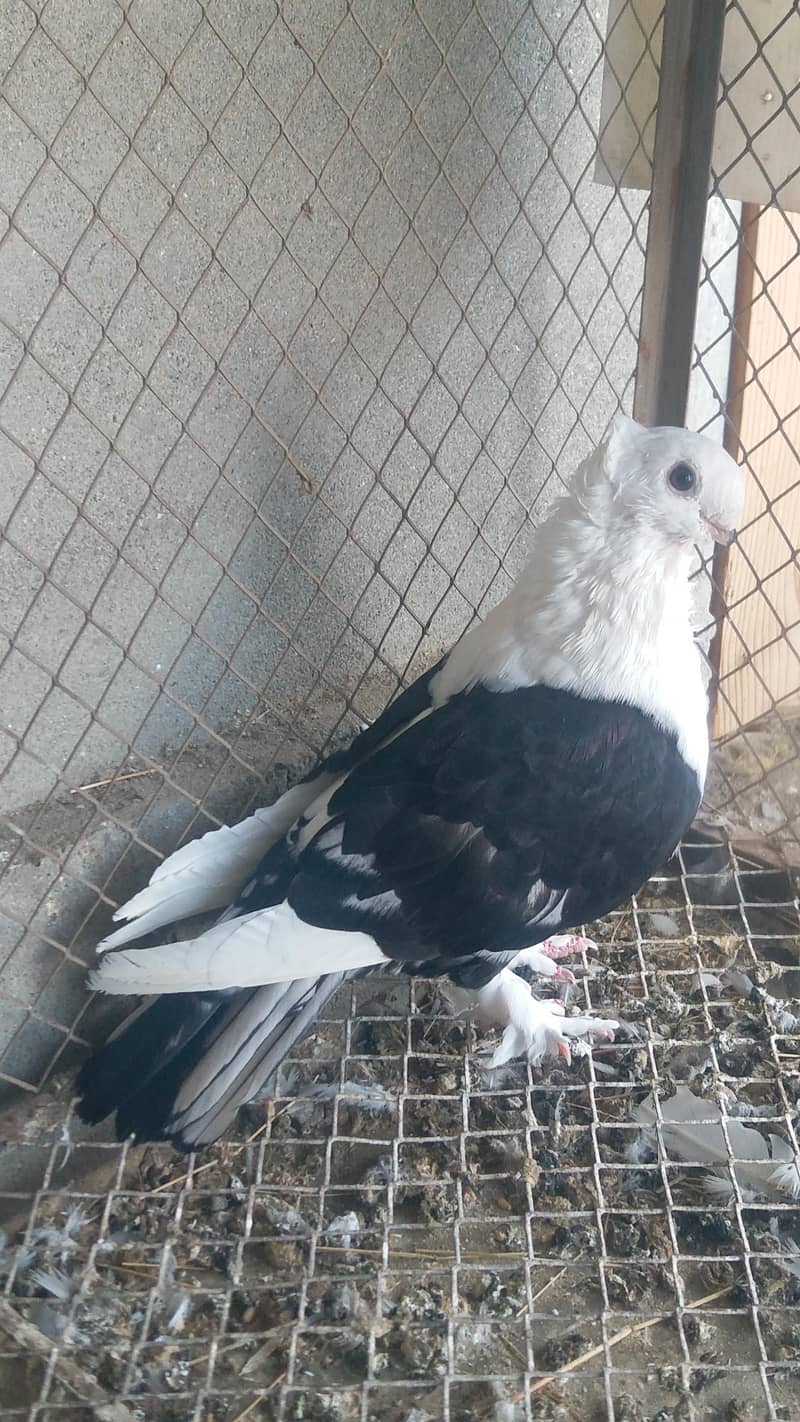 santinant for sale 3
