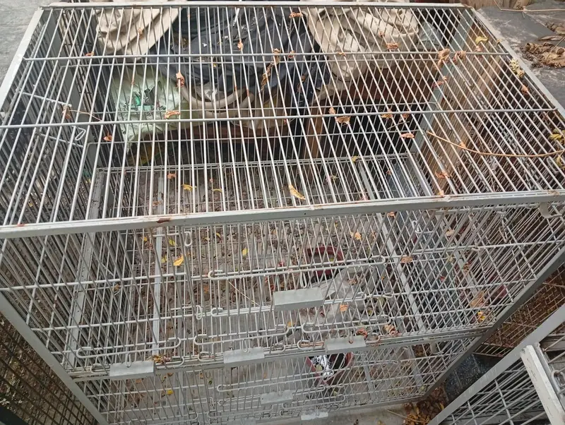 bird cages/parrot cages for sale Good condition — photo 8