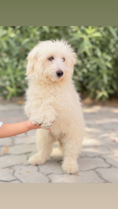 Maltese breed dog