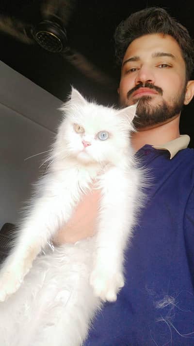 odd eye white female cat in Multan