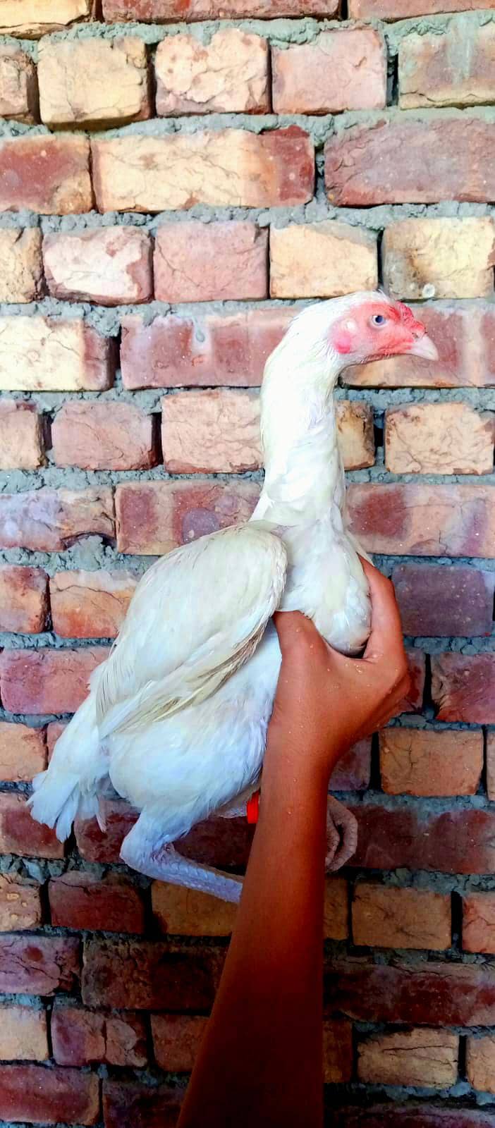 aseel 1