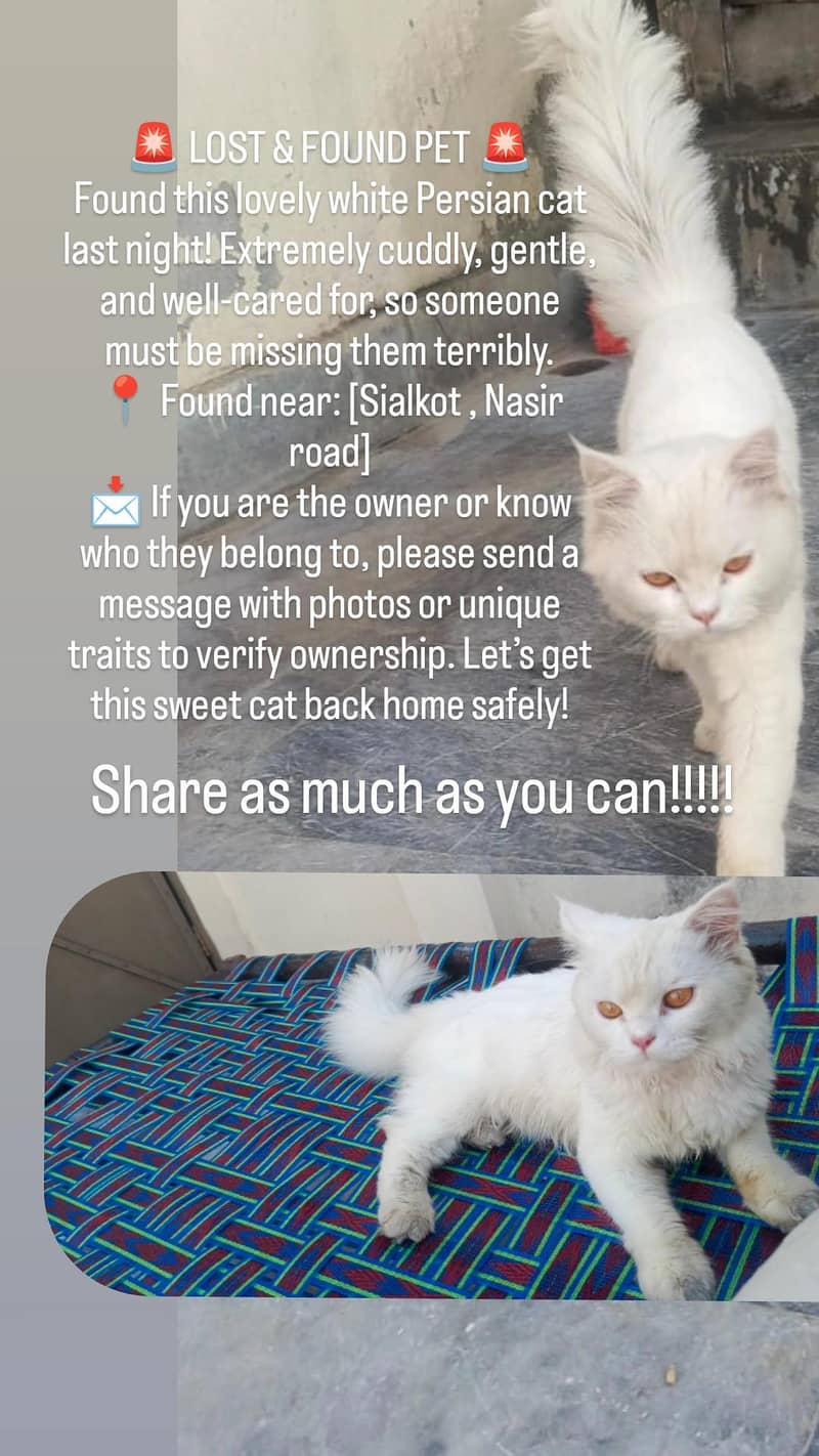 lost pet found 0