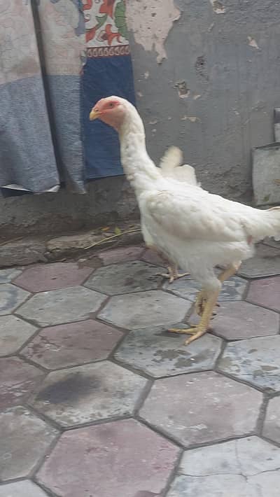 german o shamo
