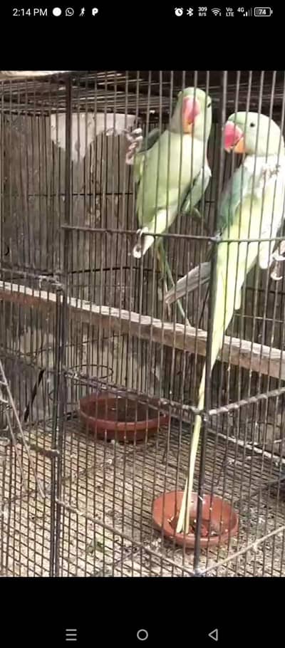 Raw Parrot For Sale.