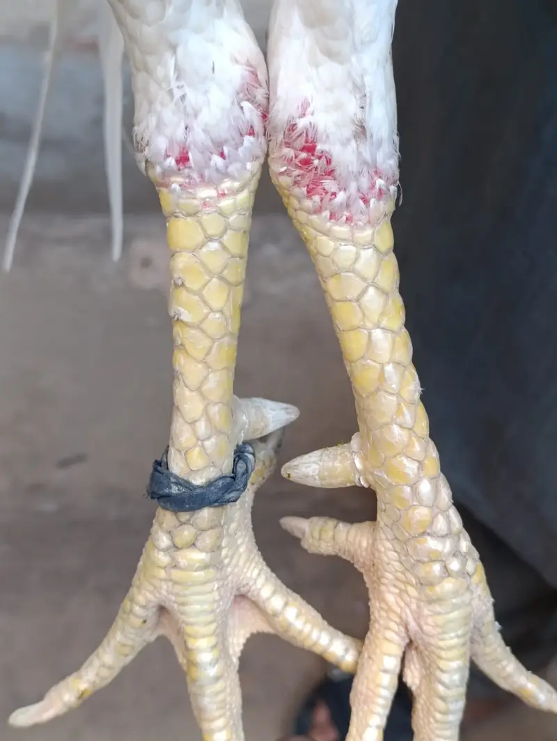 White Shamo and Thai Pairs — photo 3