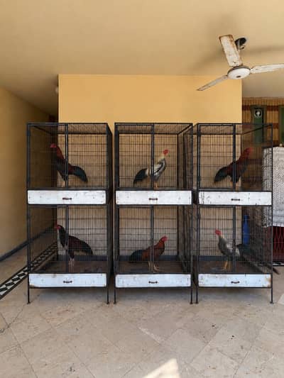 Best Cages for aseel & hens