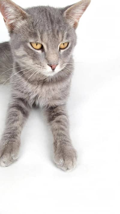 British Short Hair Grey Cat - Healthy & Active - Rawalpindi