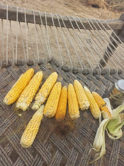 Green maize sale for silage
