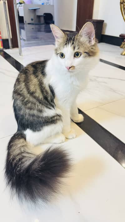 Persian cat