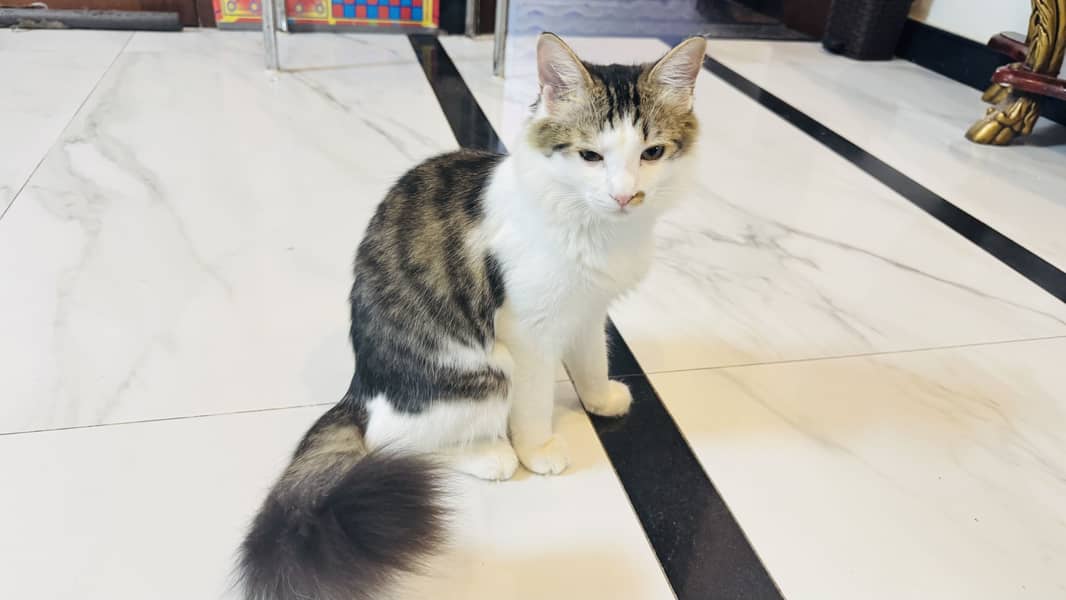 Persian cat 1