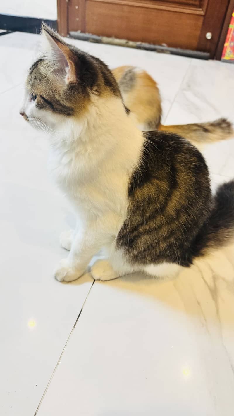 Persian cat 2