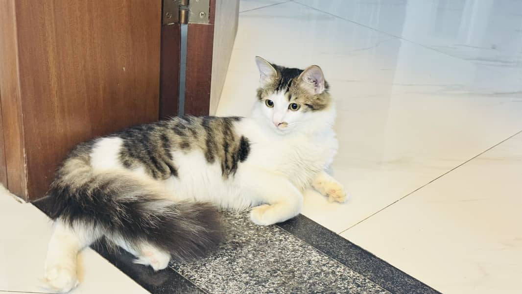 Persian cat 3
