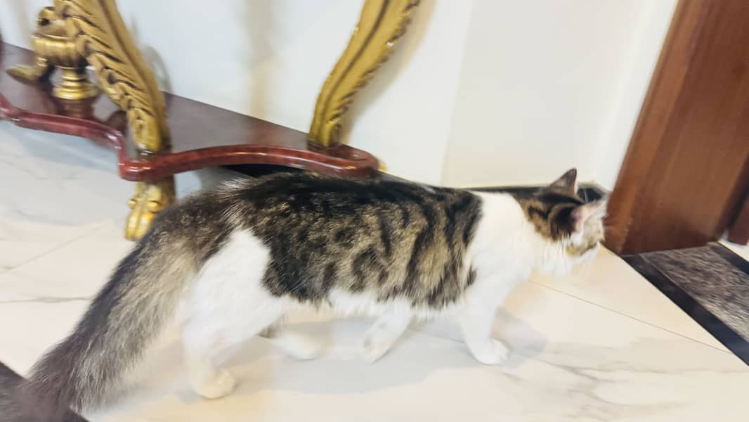 Persian cat 4