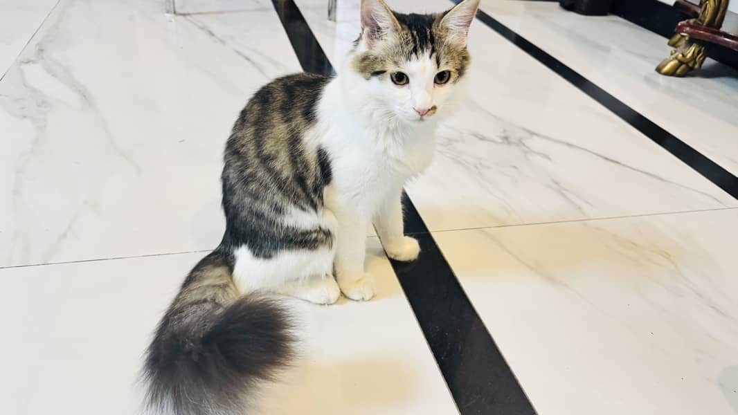 Persian cat 5