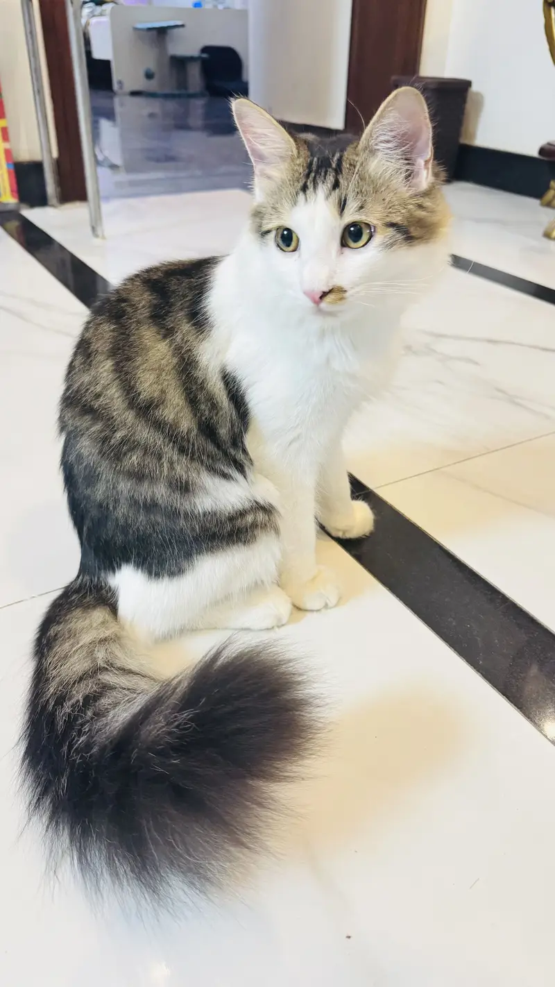 Persian cat — photo 7