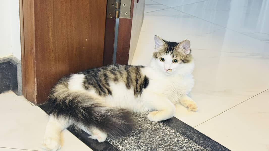 Persian cat 7