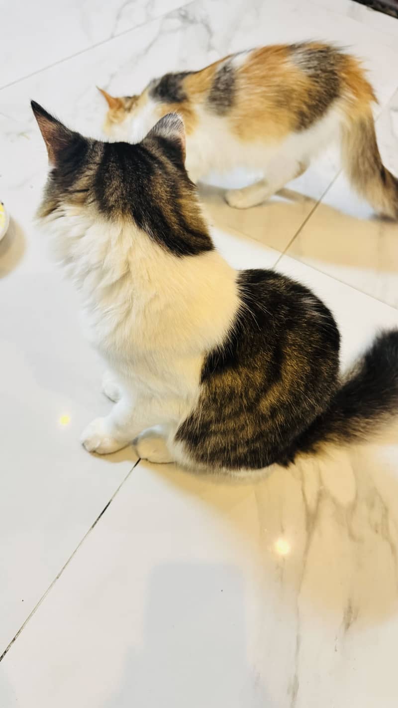 Persian cat 8