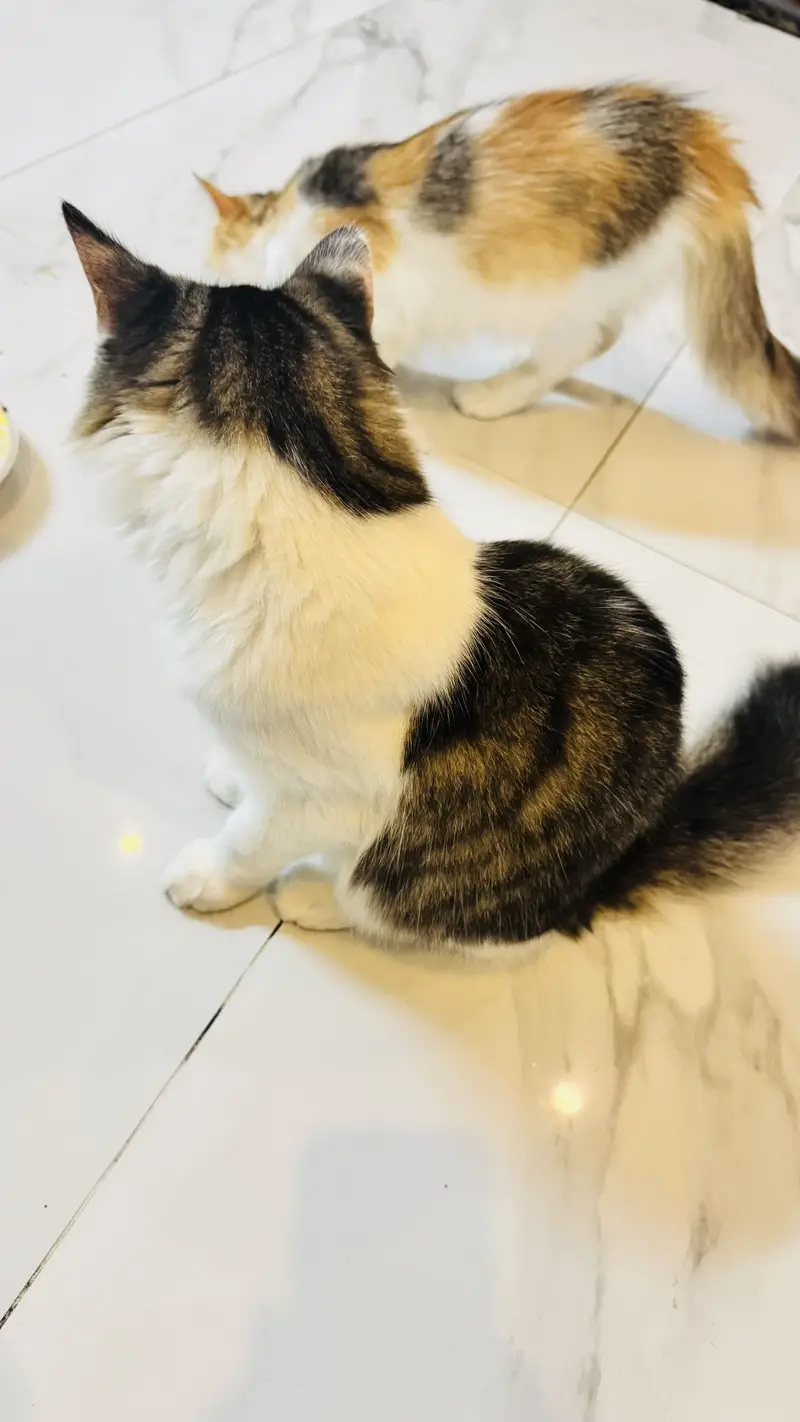 Persian cat — photo 9
