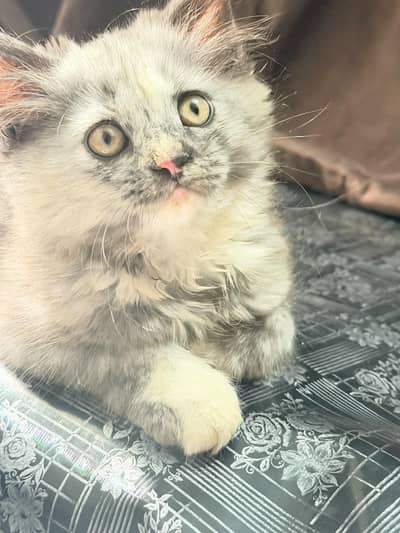Persian kitten