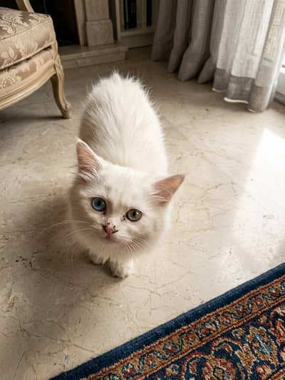 Pair of two female kittens