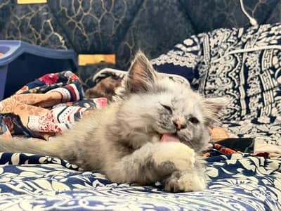 Persian kitten