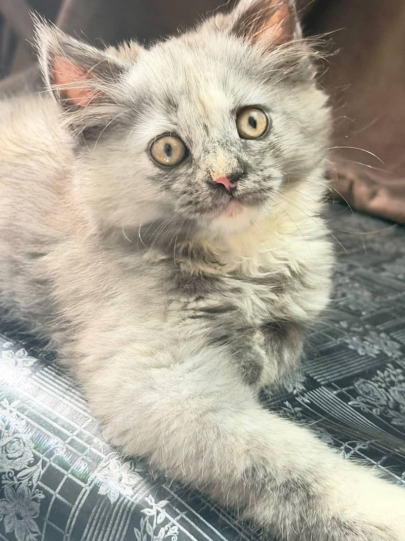 Persian kitten 2