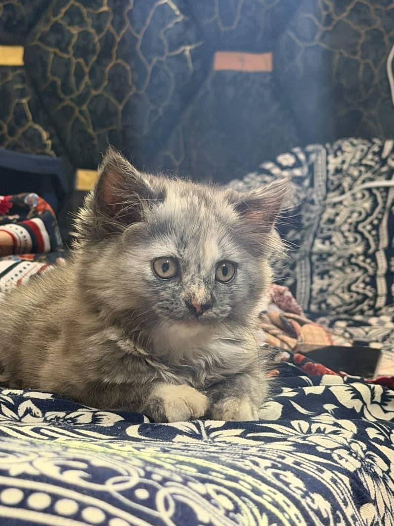 Persian kitten 3