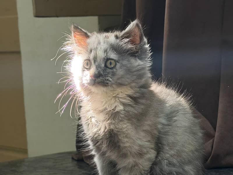 Persian kitten 4