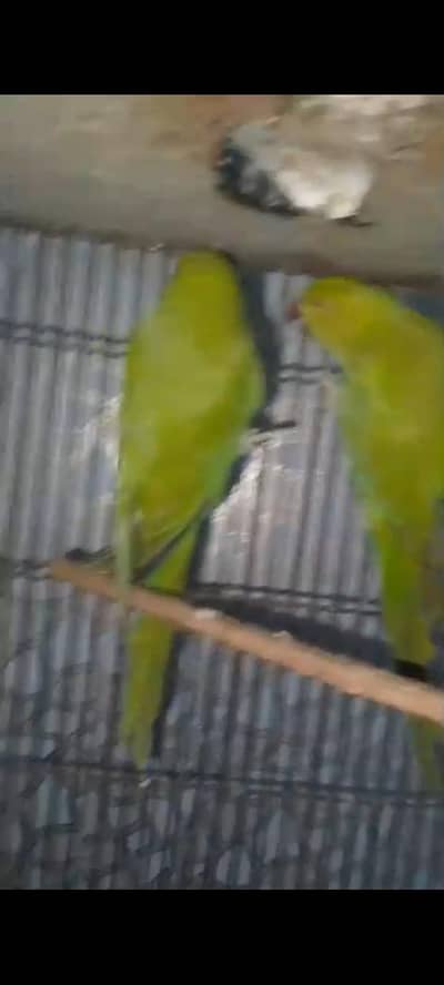 ghar ki breed ha