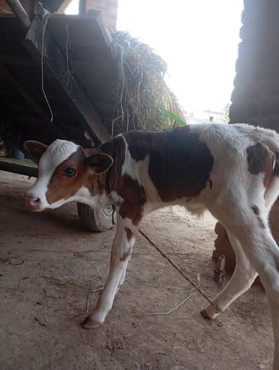 jersi sahiwal cross cow